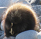 porcupine