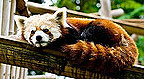 red-panda