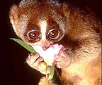 slowloris